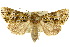  ( - 10ANIC-07529)  @15 [ ] CreativeCommons - Attribution (2010) CBG Photography Group Centre for Biodiversity Genomics
