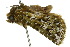  ( - 10ANIC-07531)  @13 [ ] CreativeCommons - Attribution (2010) CBG Photography Group Centre for Biodiversity Genomics