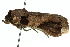  ( - 10ANIC-07574)  @13 [ ] CreativeCommons - Attribution (2010) CBG Photography Group Centre for Biodiversity Genomics