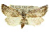  ( - 10ANIC-07642)  @14 [ ] CreativeCommons - Attribution (2010) CBG Photography Group Centre for Biodiversity Genomics