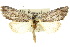  ( - 10ANIC-07649)  @14 [ ] CreativeCommons - Attribution (2010) CBG Photography Group Centre for Biodiversity Genomics