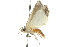  ( - 10ANIC-07654)  @12 [ ] CreativeCommons - Attribution (2010) CBG Photography Group Centre for Biodiversity Genomics