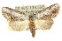  ( - 10ANIC-07655)  @14 [ ] CreativeCommons - Attribution (2010) CBG Photography Group Centre for Biodiversity Genomics
