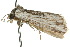 ( - 10ANIC-07657)  @13 [ ] CreativeCommons - Attribution (2010) CBG Photography Group Centre for Biodiversity Genomics