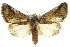  ( - 10ANIC-07669)  @15 [ ] CreativeCommons - Attribution (2010) CBG Photography Group Centre for Biodiversity Genomics