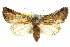  ( - 10ANIC-07673)  @15 [ ] CreativeCommons - Attribution (2010) CBG Photography Group Centre for Biodiversity Genomics