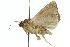  ( - 10ANIC-07735)  @13 [ ] CreativeCommons - Attribution (2010) CBG Photography Group Centre for Biodiversity Genomics
