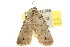  ( - 10ANIC-07751)  @13 [ ] CreativeCommons - Attribution (2010) CBG Photography Group Centre for Biodiversity Genomics