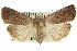  ( - 10ANIC-07789)  @15 [ ] CreativeCommons - Attribution (2010) CBG Photography Group Centre for Biodiversity Genomics