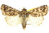  ( - 10ANIC-07794)  @14 [ ] CreativeCommons - Attribution (2010) CBG Photography Group Centre for Biodiversity Genomics