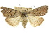  ( - 10ANIC-07809)  @15 [ ] CreativeCommons - Attribution (2010) CBG Photography Group Centre for Biodiversity Genomics