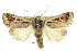  ( - 10ANIC-07850)  @15 [ ] CreativeCommons - Attribution (2010) CBG Photography Group Centre for Biodiversity Genomics