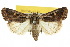  ( - 10ANIC-07855)  @15 [ ] CreativeCommons - Attribution (2010) CBG Photography Group Centre for Biodiversity Genomics