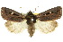  ( - 10ANIC-07857)  @14 [ ] CreativeCommons - Attribution (2010) CBG Photography Group Centre for Biodiversity Genomics