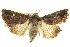  ( - 10ANIC-07869)  @13 [ ] CreativeCommons - Attribution (2010) CBG Photography Group Centre for Biodiversity Genomics