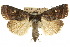  ( - 10ANIC-07876)  @15 [ ] CreativeCommons - Attribution (2010) CBG Photography Group Centre for Biodiversity Genomics