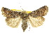  ( - 10ANIC-07882)  @15 [ ] CreativeCommons - Attribution (2010) CBG Photography Group Centre for Biodiversity Genomics