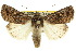  ( - 10ANIC-07910)  @15 [ ] CreativeCommons - Attribution (2010) CBG Photography Group Centre for Biodiversity Genomics