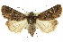  ( - 10ANIC-07911)  @15 [ ] CreativeCommons - Attribution (2010) CBG Photography Group Centre for Biodiversity Genomics