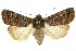  ( - 10ANIC-07912)  @15 [ ] CreativeCommons - Attribution (2010) CBG Photography Group Centre for Biodiversity Genomics
