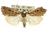  (Thoracolopha acontoura - 10ANIC-07934)  @15 [ ] CreativeCommons - Attribution (2010) CBG Photography Group Centre for Biodiversity Genomics