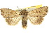  ( - 10ANIC-07974)  @15 [ ] CreativeCommons - Attribution (2010) CBG Photography Group Centre for Biodiversity Genomics