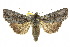  ( - 10ANIC-07978)  @15 [ ] CreativeCommons - Attribution (2010) CBG Photography Group Centre for Biodiversity Genomics