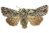  ( - 10ANIC-07979)  @15 [ ] CreativeCommons - Attribution (2010) CBG Photography Group Centre for Biodiversity Genomics