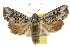  ( - 10ANIC-07982)  @15 [ ] CreativeCommons - Attribution (2010) CBG Photography Group Centre for Biodiversity Genomics