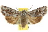  ( - 10ANIC-07983)  @11 [ ] CreativeCommons - Attribution (2010) CBG Photography Group Centre for Biodiversity Genomics