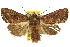  ( - 10ANIC-07985)  @15 [ ] CreativeCommons - Attribution (2010) CBG Photography Group Centre for Biodiversity Genomics