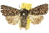  ( - 10ANIC-08003)  @11 [ ] CreativeCommons - Attribution (2010) CBG Photography Group Centre for Biodiversity Genomics