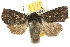  ( - 10ANIC-08004)  @15 [ ] CreativeCommons - Attribution (2010) CBG Photography Group Centre for Biodiversity Genomics