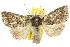  ( - 10ANIC-08006)  @11 [ ] CreativeCommons - Attribution (2010) CBG Photography Group Centre for Biodiversity Genomics