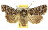 ( - 10ANIC-08013)  @15 [ ] CreativeCommons - Attribution (2010) CBG Photography Group Centre for Biodiversity Genomics