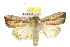 ( - 10ANIC-08070)  @11 [ ] CreativeCommons - Attribution (2010) CBG Photography Group Centre for Biodiversity Genomics
