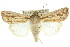  ( - 10ANIC-08085)  @15 [ ] CreativeCommons - Attribution (2010) CBG Photography Group Centre for Biodiversity Genomics