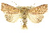 ( - 10ANIC-08106)  @14 [ ] CreativeCommons - Attribution (2010) CBG Photography Group Centre for Biodiversity Genomics