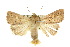  ( - 10ANIC-08108)  @11 [ ] CreativeCommons - Attribution (2010) CBG Photography Group Centre for Biodiversity Genomics