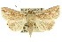  ( - 10ANIC-08110)  @14 [ ] CreativeCommons - Attribution (2010) CBG Photography Group Centre for Biodiversity Genomics