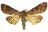  ( - 10ANIC-08113)  @15 [ ] CreativeCommons - Attribution (2010) CBG Photography Group Centre for Biodiversity Genomics