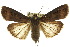  ( - 10ANIC-08134)  @15 [ ] CreativeCommons - Attribution (2010) CBG Photography Group Centre for Biodiversity Genomics
