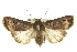  ( - 10ANIC-08135)  @15 [ ] CreativeCommons - Attribution (2010) CBG Photography Group Centre for Biodiversity Genomics