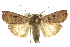  ( - 10ANIC-08136)  @15 [ ] CreativeCommons - Attribution (2010) CBG Photography Group Centre for Biodiversity Genomics