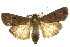 ( - 10ANIC-08137)  @15 [ ] CreativeCommons - Attribution (2010) CBG Photography Group Centre for Biodiversity Genomics