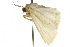  ( - 10ANIC-08251)  @13 [ ] CreativeCommons - Attribution (2010) CBG Photography Group Centre for Biodiversity Genomics