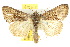  ( - 10ANIC-08288)  @14 [ ] CreativeCommons - Attribution (2010) CBG Photography Group Centre for Biodiversity Genomics