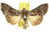  ( - 10ANIC-08289)  @14 [ ] CreativeCommons - Attribution (2010) CBG Photography Group Centre for Biodiversity Genomics