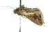  ( - 10ANIC-08291)  @13 [ ] CreativeCommons - Attribution (2010) CBG Photography Group Centre for Biodiversity Genomics