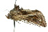  ( - 10ANIC-08292)  @14 [ ] CreativeCommons - Attribution (2010) CBG Photography Group Centre for Biodiversity Genomics